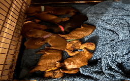 Dachshund dogs for sale: Dachshund puppies for sale - Image 2