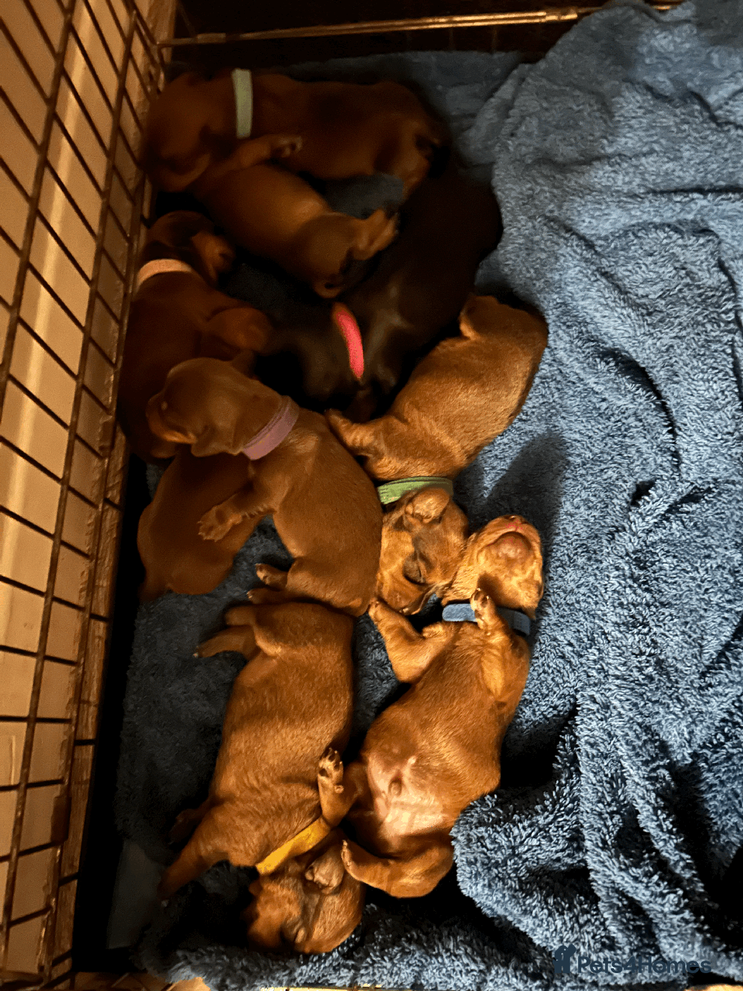 Dachshund dogs for sale: Dachshund puppies for sale - Image 2