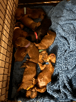 Dachshund dogs - Advert 2