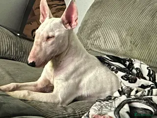 English Bull Terrier dogs EBT & Corso X – Loving Experienced Homes - Advert 15