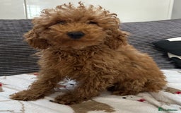Toy Poodle dogs for sale: Toy poodle girl  - Advert 6