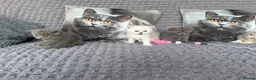 Scottish Fold cats for sale: Discount available ❤️Lovely scotish kittens💕💕💕 - Advert 12