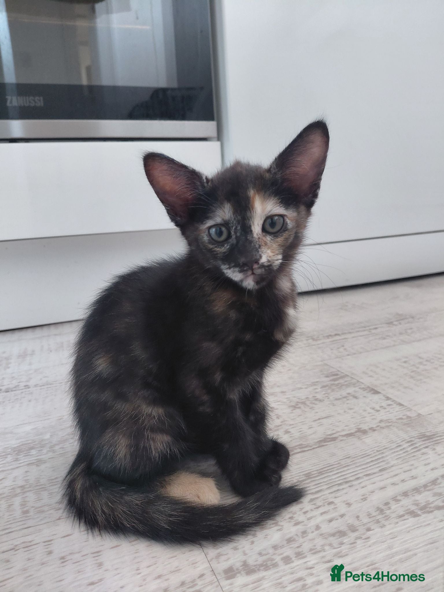 Mixed Breed cats Lovely kittens looking for forever home - Advert 2