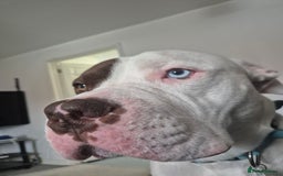 Mixed Breed dogs for sale: ACE staffy cross american bull dog - Image 9