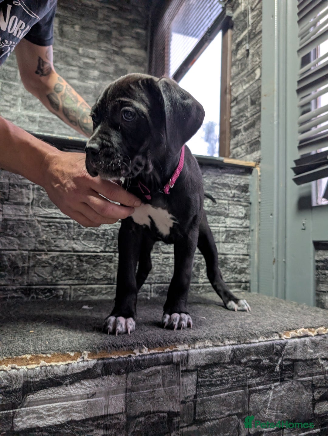 Cane Corso dogs for sale: Cane corso puppies  - Advert 34