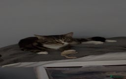 Bengal cats for sale: Theo, 1 year old male tabby cat - Image 3