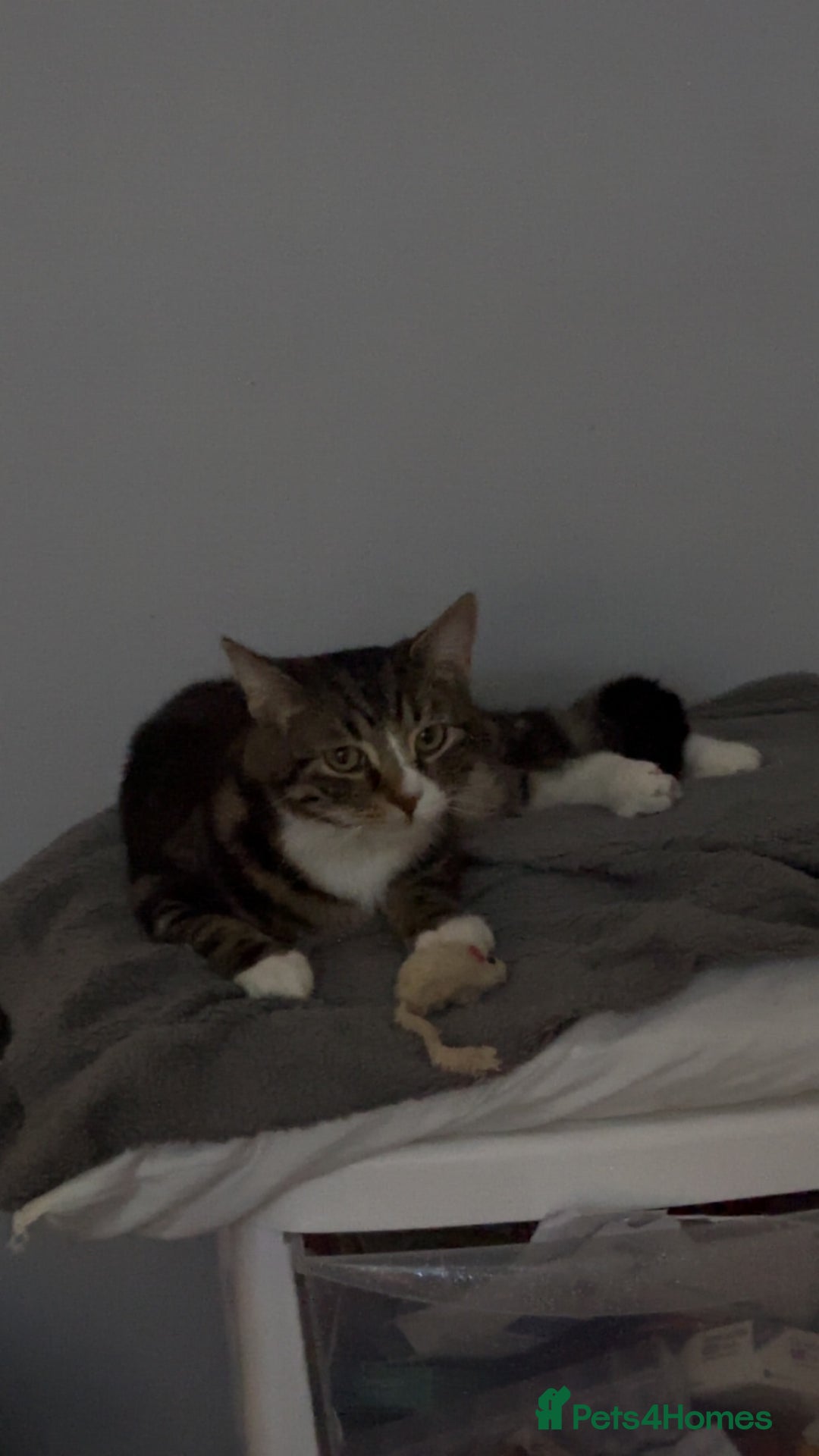 Bengal cats for sale: Theo, 1 year old male tabby cat - Image 3