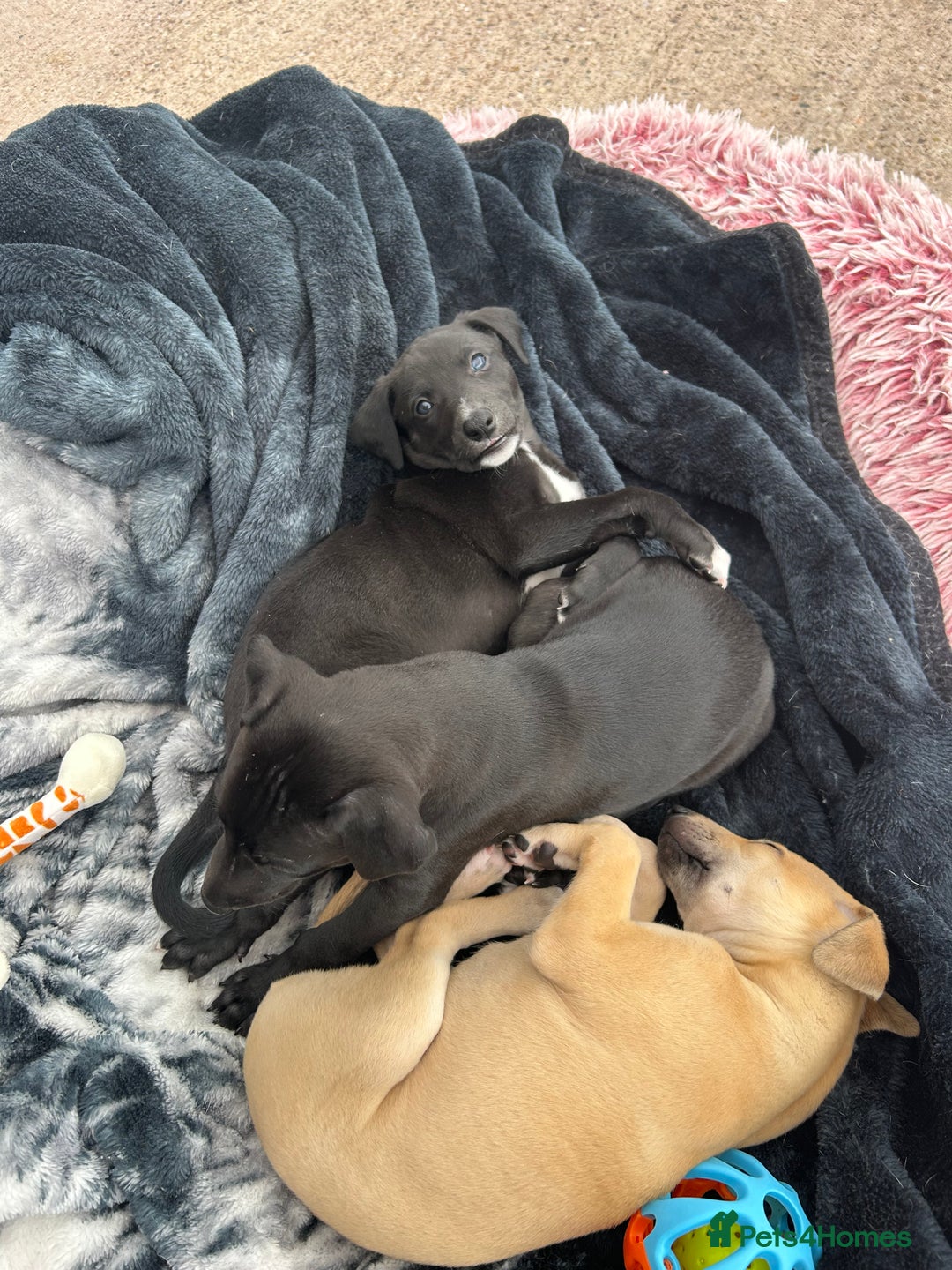 Whippet dogs for sale: 3 Whippets available from 10/09/25 - Image 5