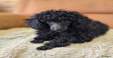 Toy Poodle dogs - Advert 2