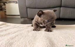 French Bulldog dogs for sale: 4 lovely French Bulldog puppies for sale . - Image 13