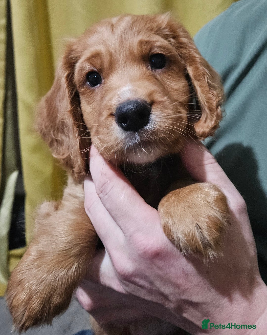 Cocker Spaniel dogs for sale: 5 stunning Cocker Spaniel puppies for sale.  - Advert 32