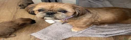 Shih Tzu dogs for sale: Stunning imperial shih tzu puppies  - Advert 14