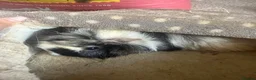 Guinea Pig rodents for sale: 2x female Guineapigs - 1 years old  - Advert 6