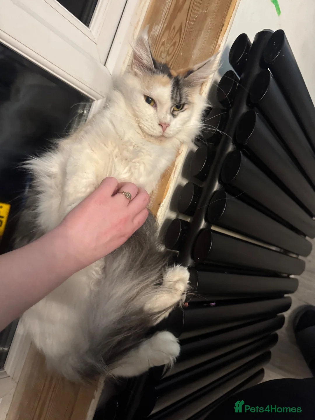Maine Coon cats for sale: Pet Female calio mainecoon  - Advert 10