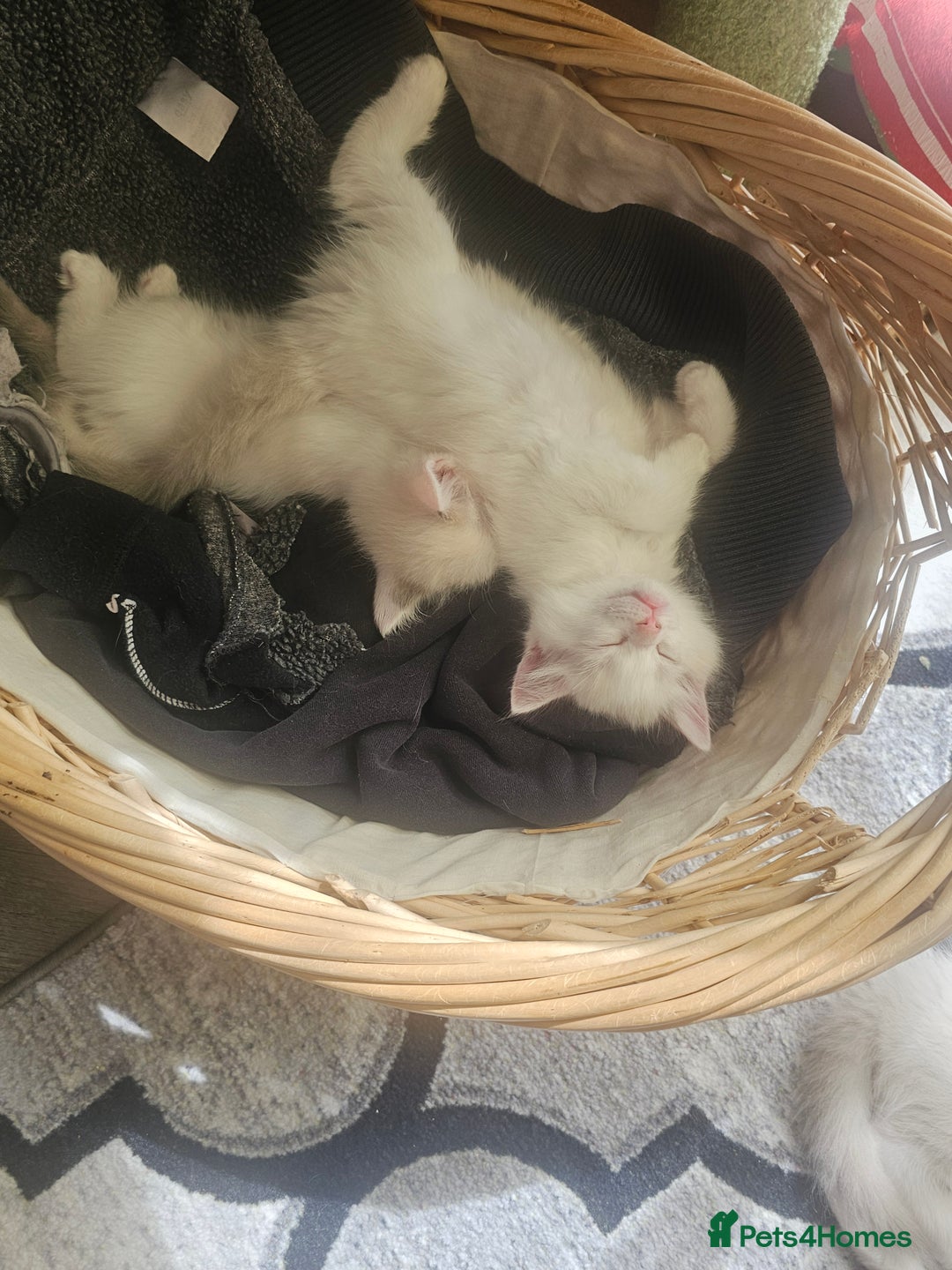 Ragdoll cats for sale: Ragdoll 2 girl🐈 and 3 boy🐈‍⬛. - Image 19