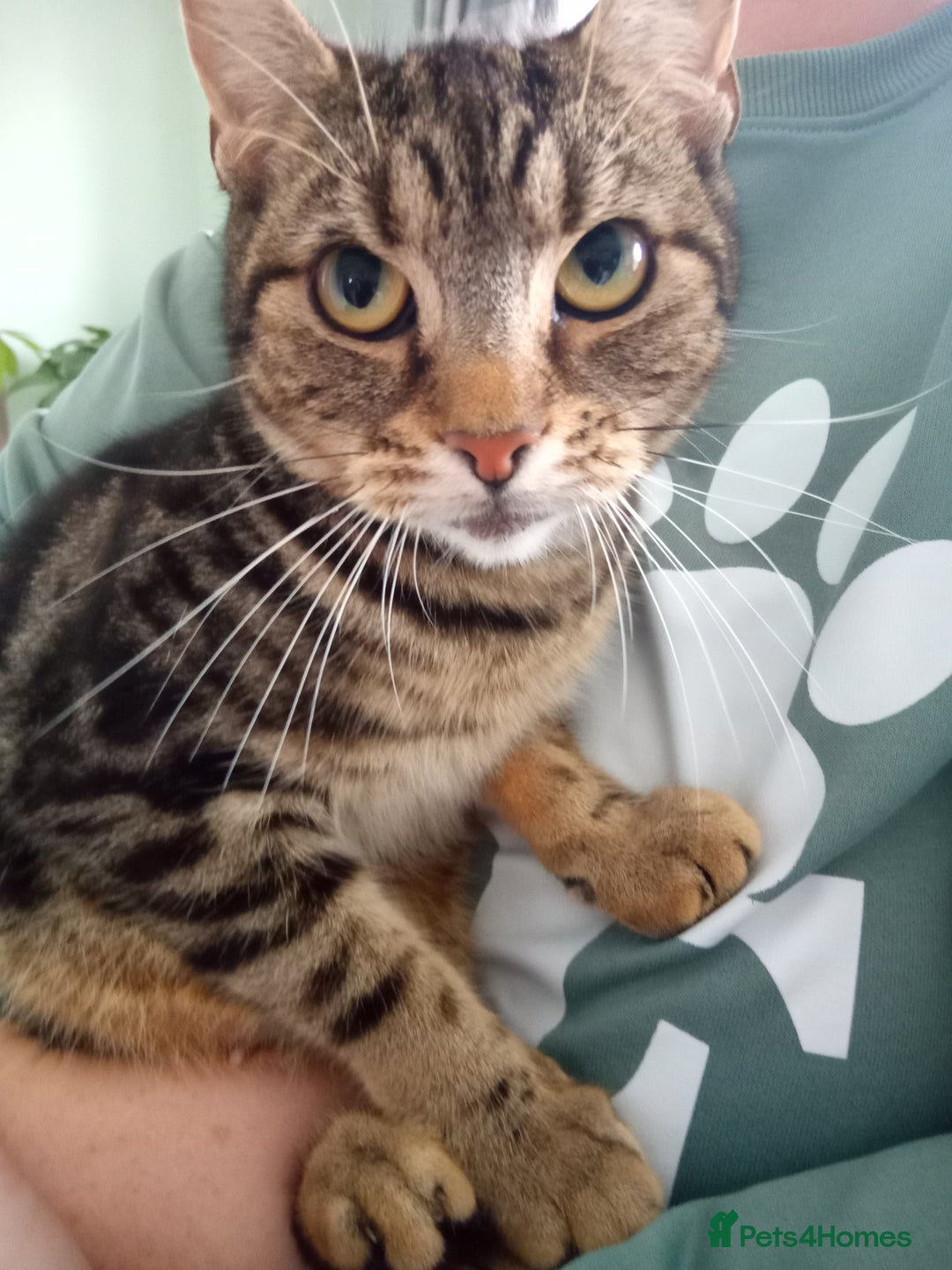 Mixed Breed cats for sale: 5 beautiful kittens  - Image 5
