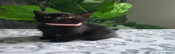 British Longhair cats for sale: Beautiful British Longhair Kittens Teddy Bear Look - Advert 4