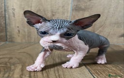 Sphynx cats for sale: Kittens sphinx Canadian girl blue eyes  - Image 13