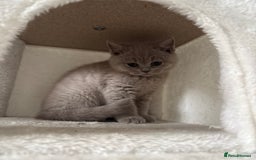 British Shorthair cats for sale: British shorthair kittens lilac & blue⭐️ - Image 9