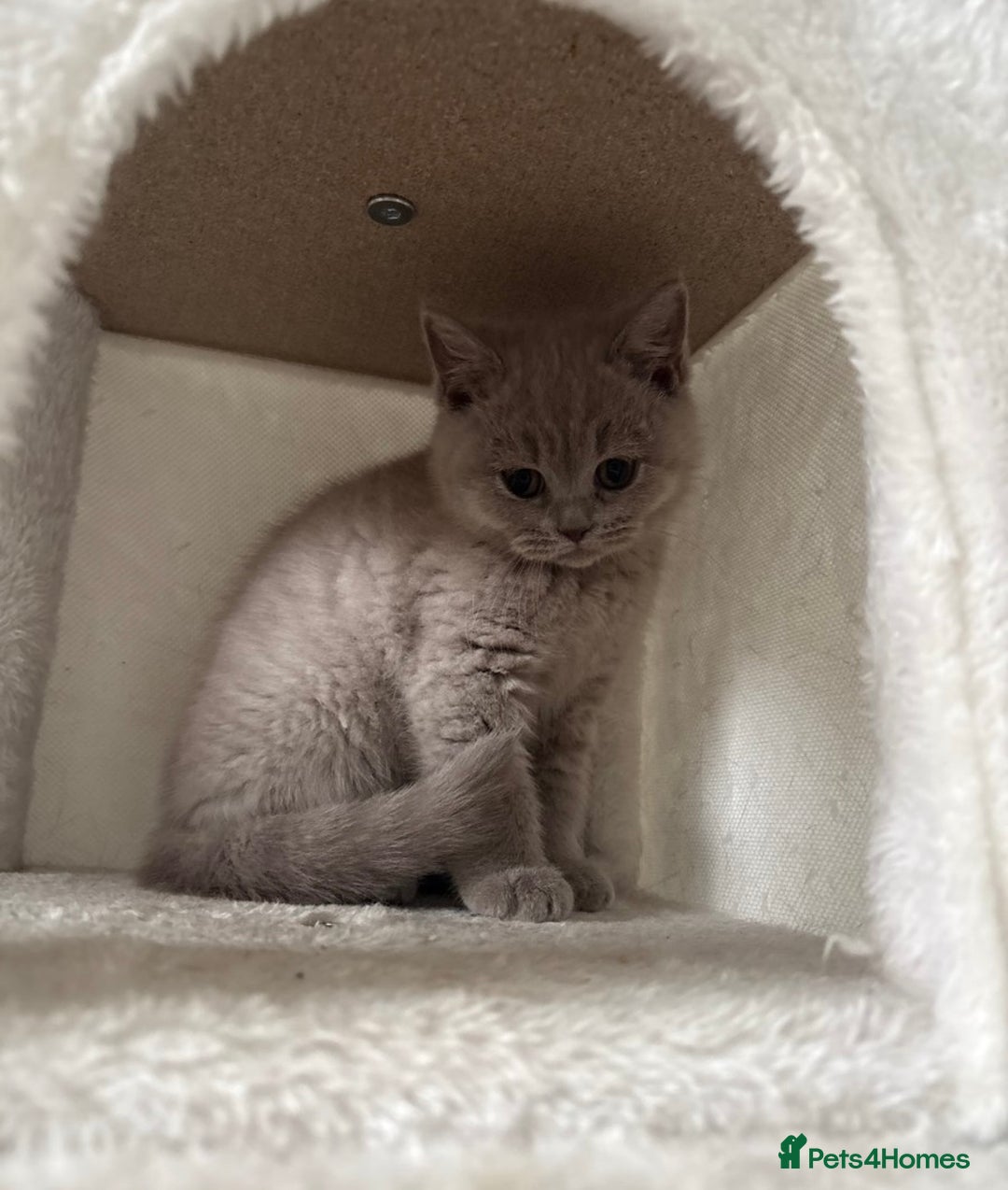 British Shorthair cats for sale: British shorthair kittens lilac & blue⭐️ - Image 9