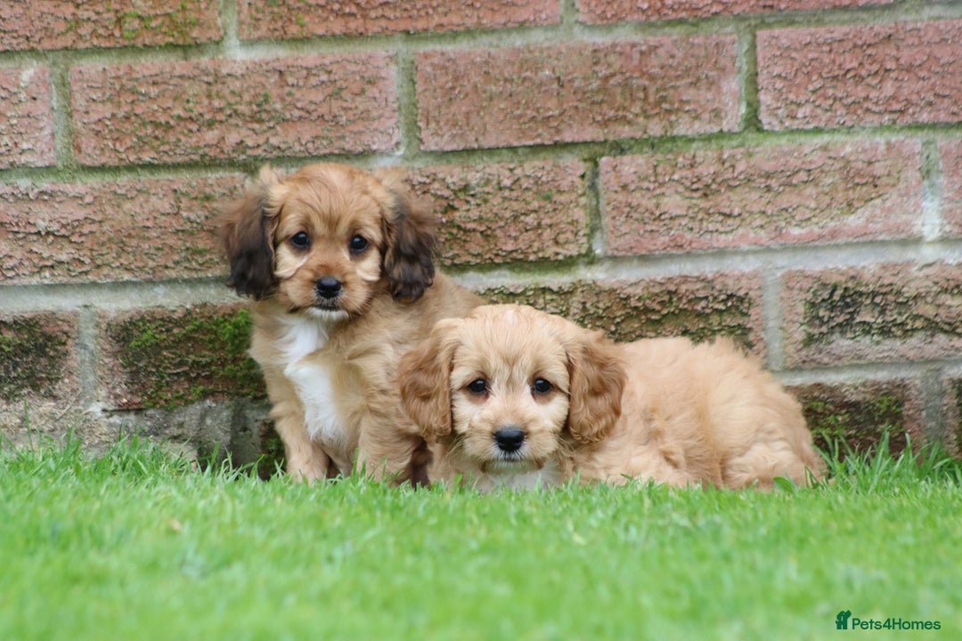 Cavapoo dogs for sale: F1 Cavapoo puppies for sale - Image 30