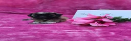 Malshi dogs for sale: Small Malshi puppies ( Maltese x Shihtzu) - Advert 6
