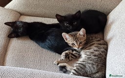 Mixed Breed cats for sale: Lovely Bengal Cross Kittens - Image 2