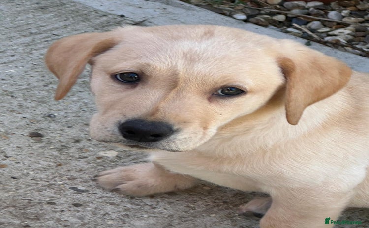 Labrador Retriever dogs - Advert 1
