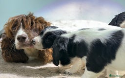 Sprocker dogs for sale: Beautiful Springer Spaniel KC Health Clear Parents - Image 8