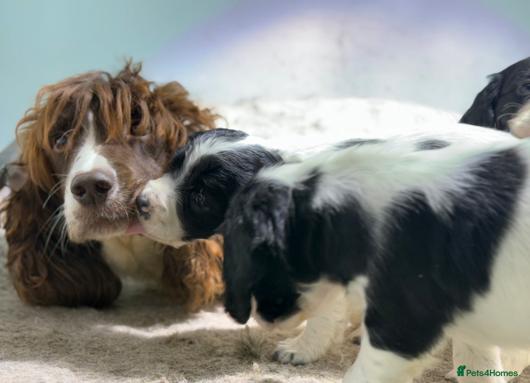 Sprocker dogs for sale: Beautiful Springer Spaniel KC Health Clear Parents - Image 8