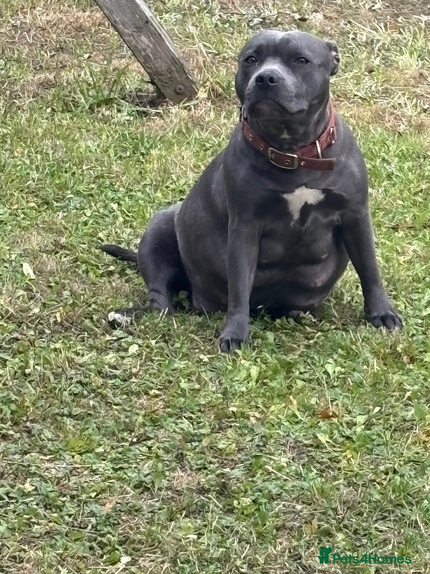 Staffordshire Bull Terrier dogs Kc registered Blue and Black pups - Advert 4
