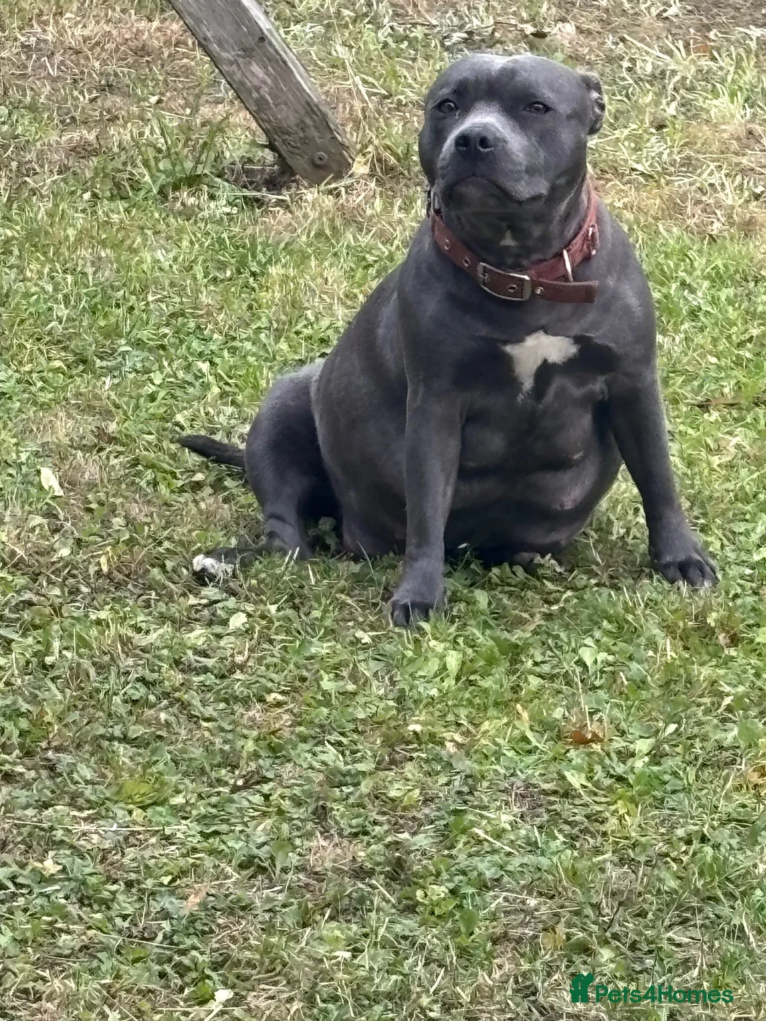 Staffordshire Bull Terrier dogs for sale: Kc registered Blue and Black pups in Newcastle upon Tyne - Advert 1