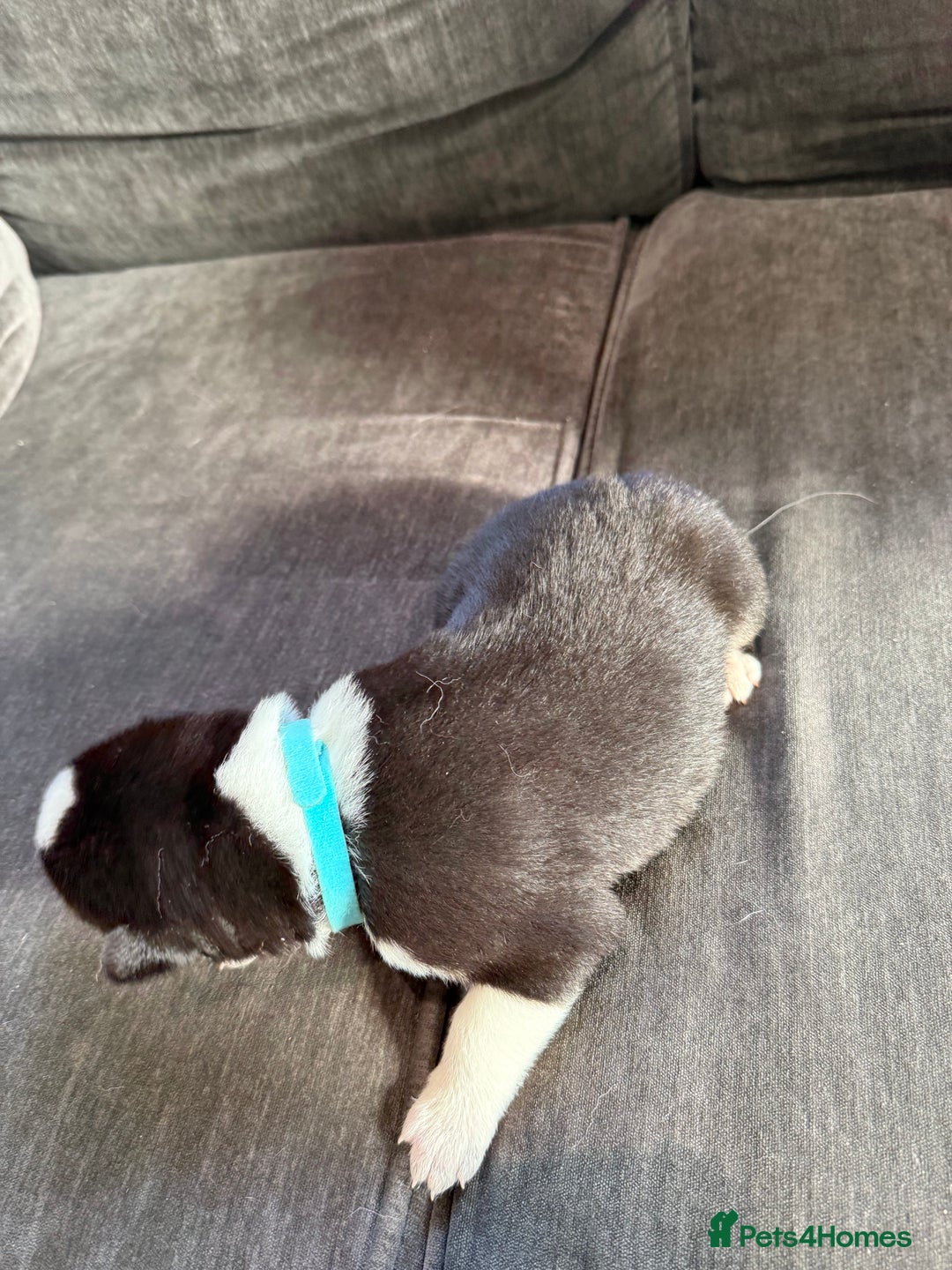 Siberian Husky dogs for sale: Husky puppies for sale - Image 24