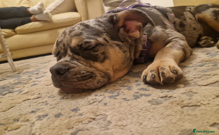 Olde English Bulldogge dogs - Advert 4