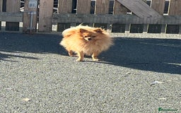 Pomeranian dogs for sale: Pomeranian puppies  - Image 3