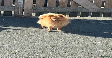 Pomeranian dogs - Advert 4
