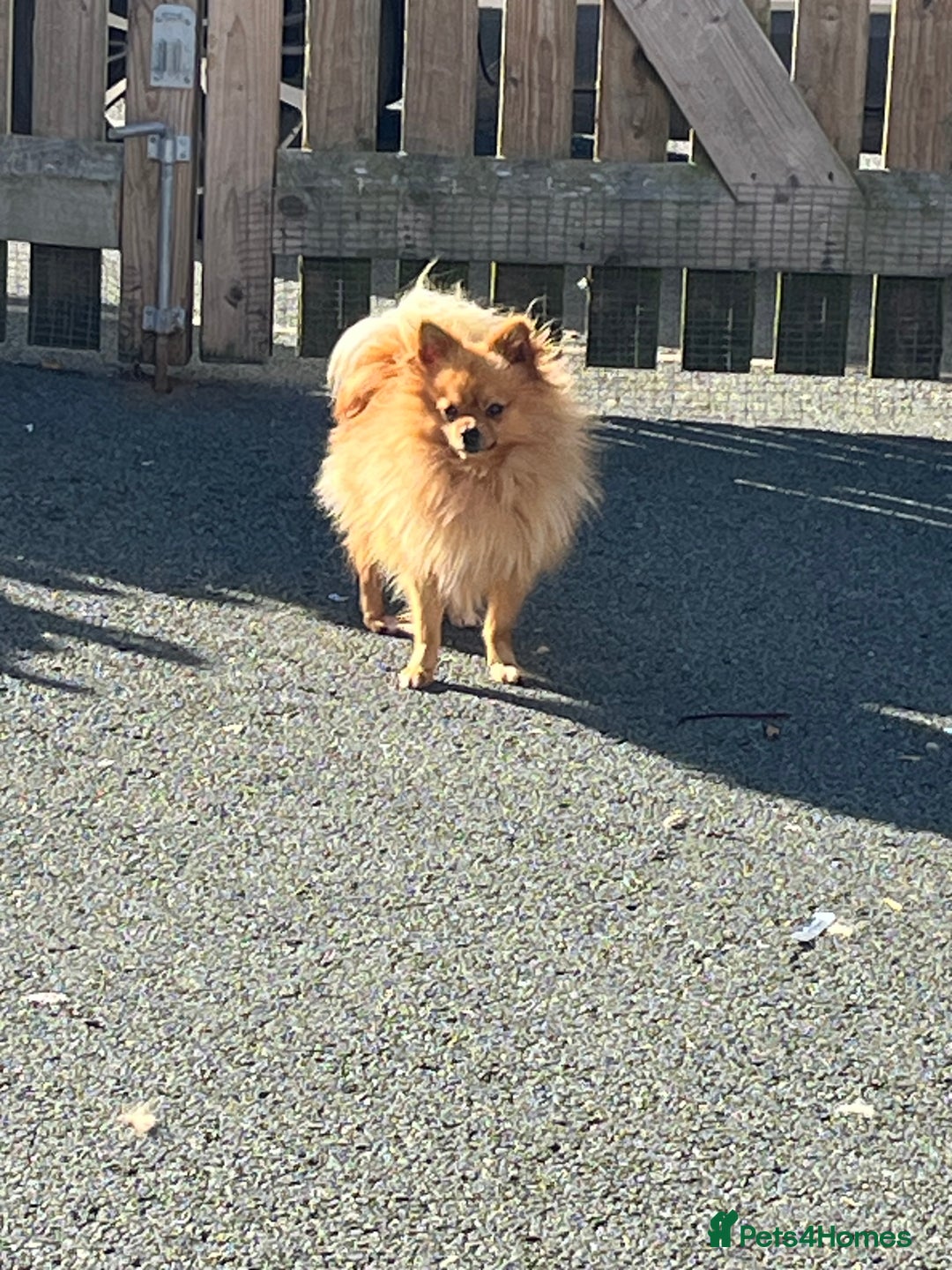 Pomeranian dogs for sale: Pomeranian puppies  - Image 3