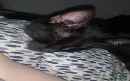 Mixed Breed cats for sale: Boggles the tuxedo cat  - Image 3