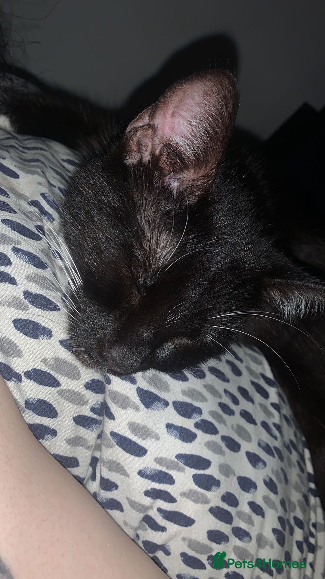 Mixed Breed cats for sale: Boggles the tuxedo cat  - Image 3