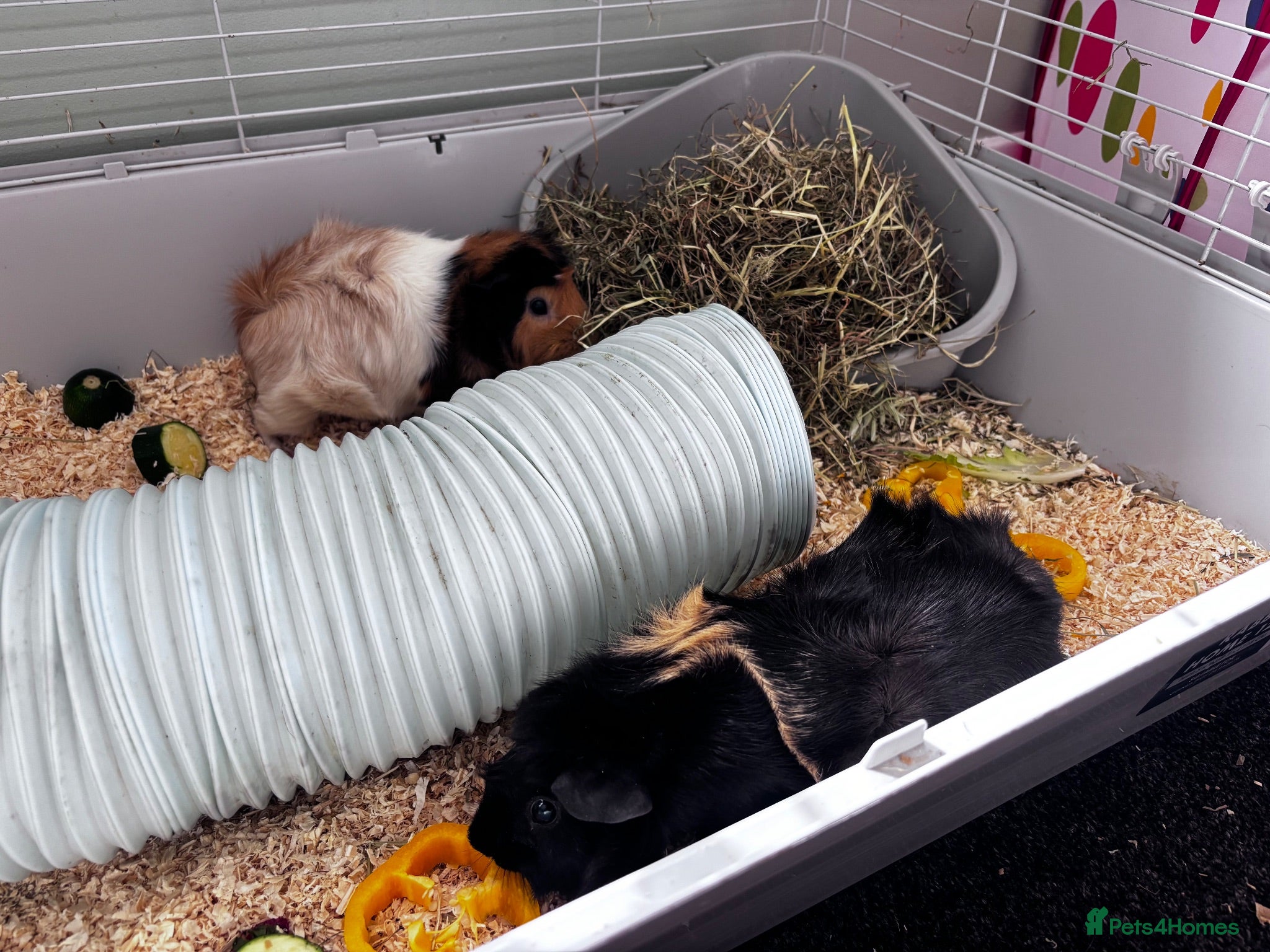 Guinea Pig rodents Two female Guinea Pigs + indoor set up - Advert 18