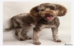 Labradoodle dogs for sale: Miniature Labradoodles - Image 5