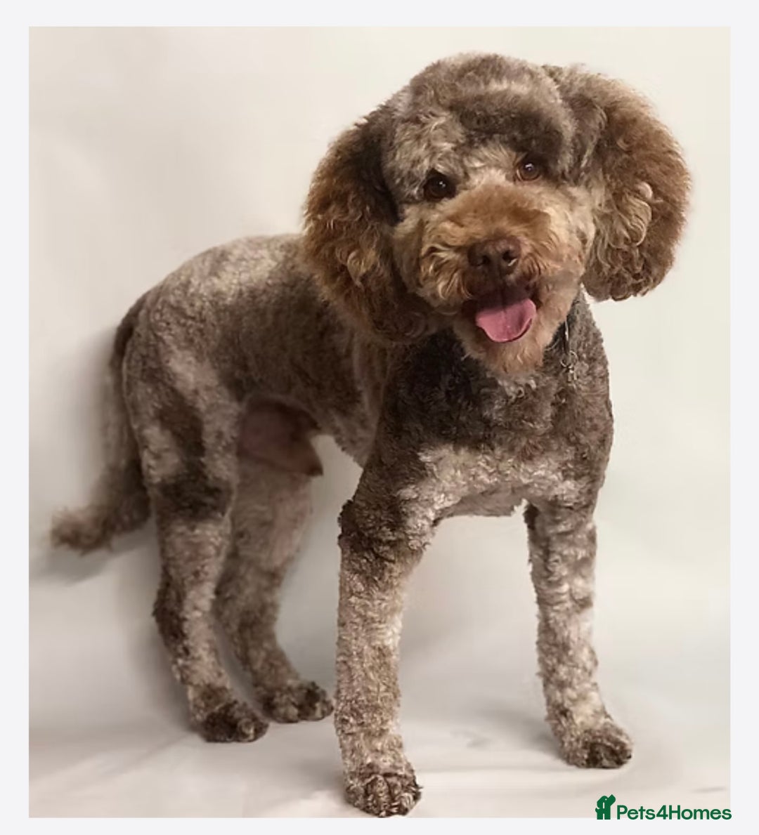 Labradoodle dogs for sale: Miniature Labradoodles - Image 5