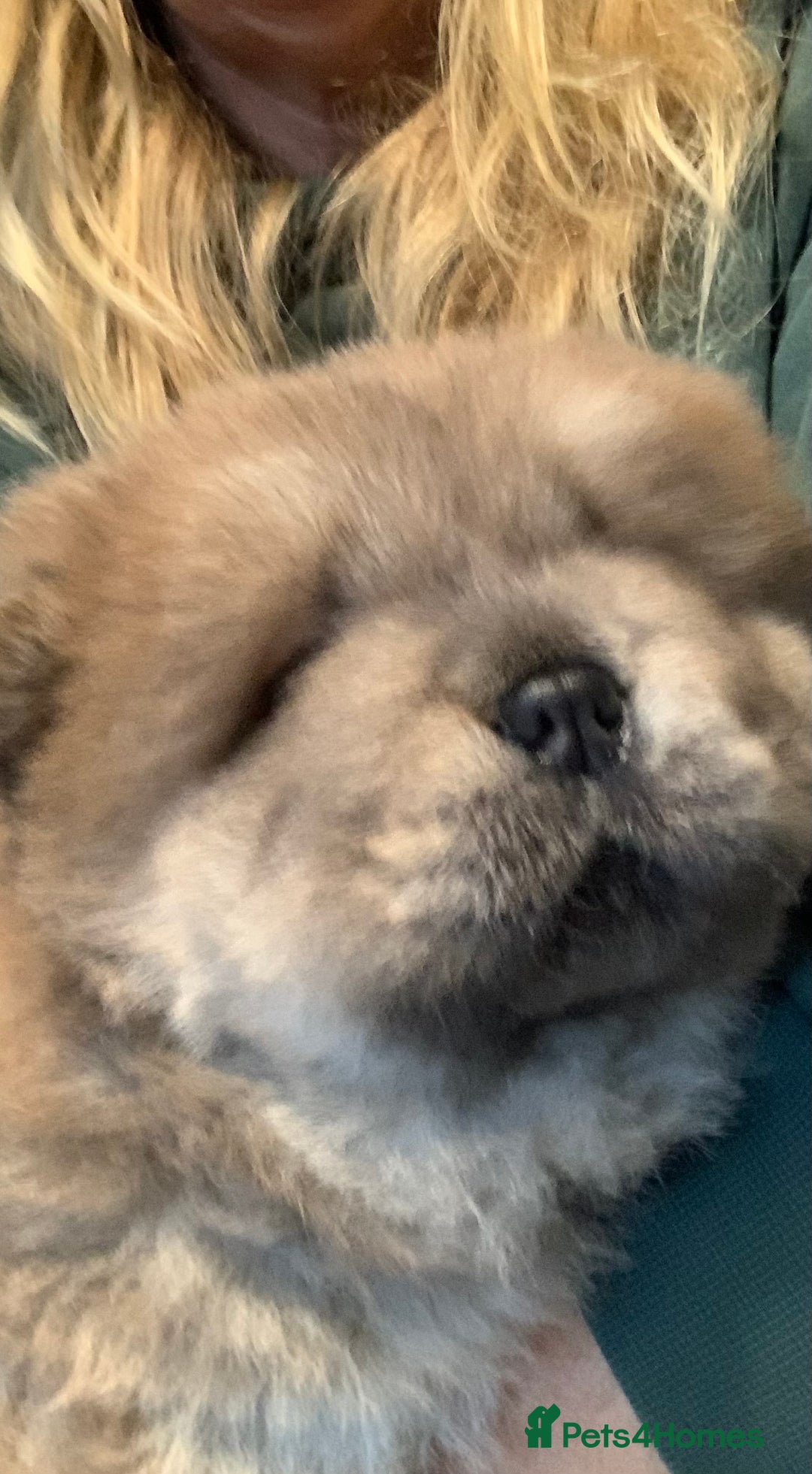 Chow Chow dogs for sale: Stunning male kc chow chow  - Advert 14