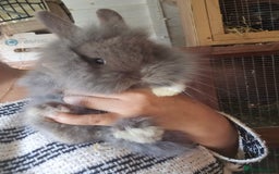 Lionhead rabbits for sale: 5 Beautiful Lion Head Babies - Advert 2