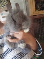 Lionhead rabbits 5 Beautiful Lion Head Babies - Advert 4