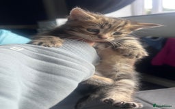 Mixed Breed cats for sale: 3 beautiful baby’s looking for their loving home  - Image 23