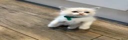 Ragdoll cats for sale: Beautiful girl Ragdolls  - Advert 23