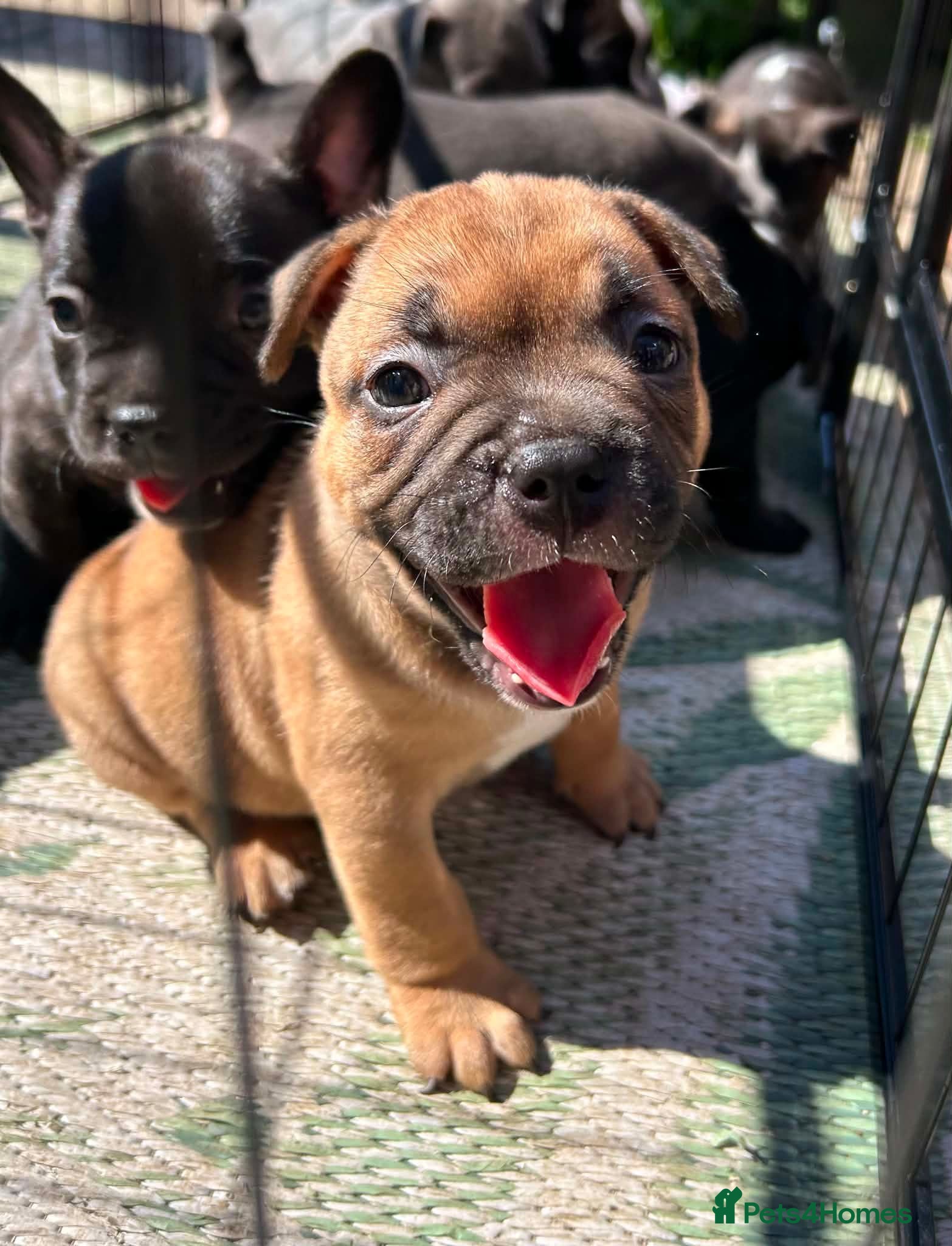 Mixed Breed dogs 💜💙Frenchyxpocketbully💜💙 - Advert 15