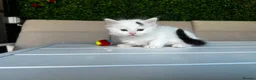 Ragdoll cats for sale: 🐾 5 Beautiful Ragdoll Cross Kittens 🐾 in Southampton - Advert 26