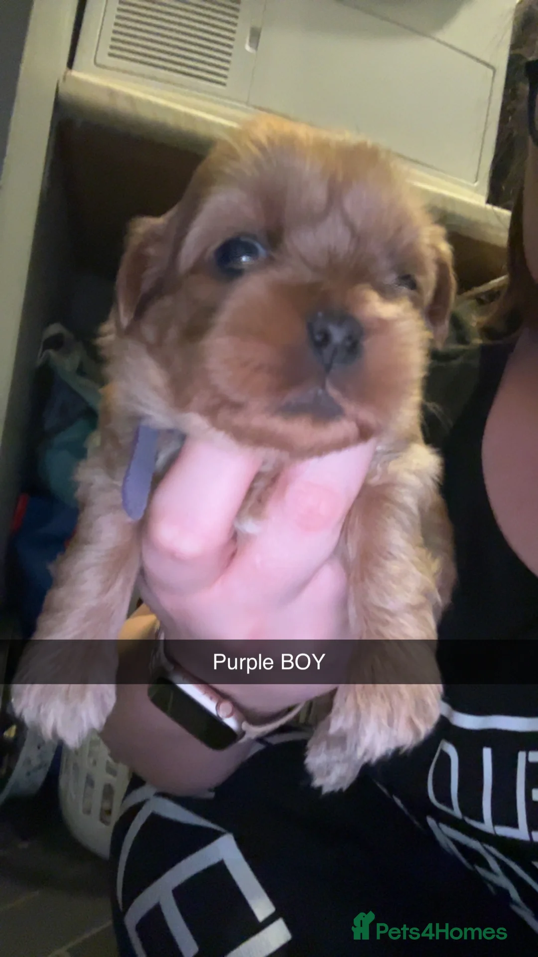 Shih Tzu dogs for sale: Shih Tzu puppies for sale  - Advert 2